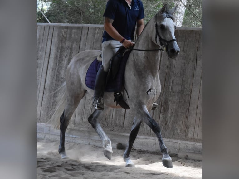 Hispano árabe Yegua 9 años 153 cm Tordo in Mallorca