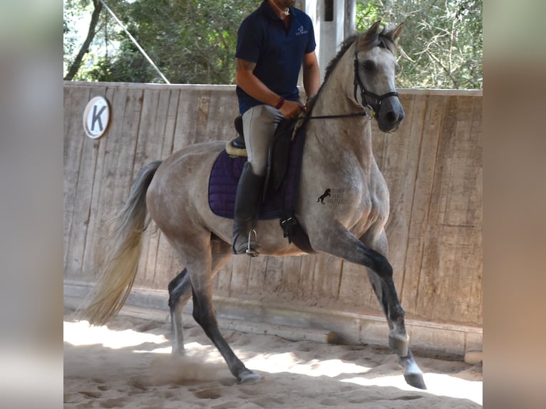 Hispano árabe Yegua 9 años 153 cm Tordo in Mallorca