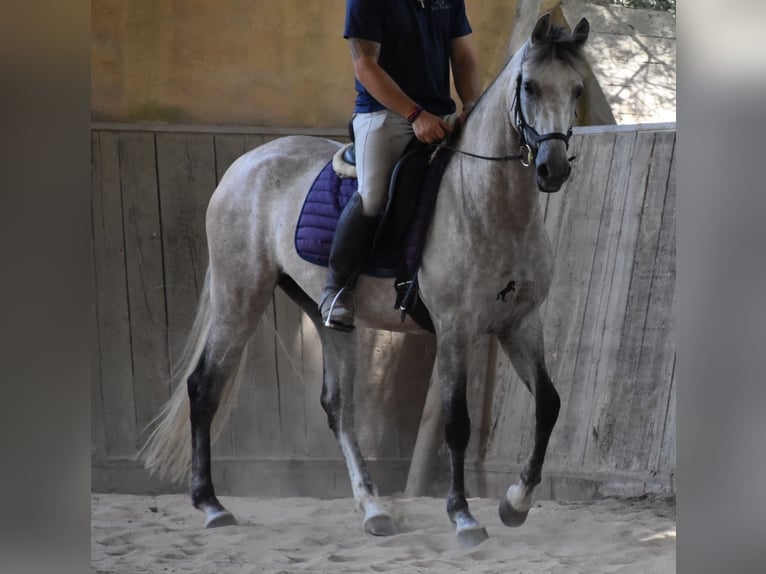 Hispano árabe Yegua 9 años 153 cm Tordo in Mallorca