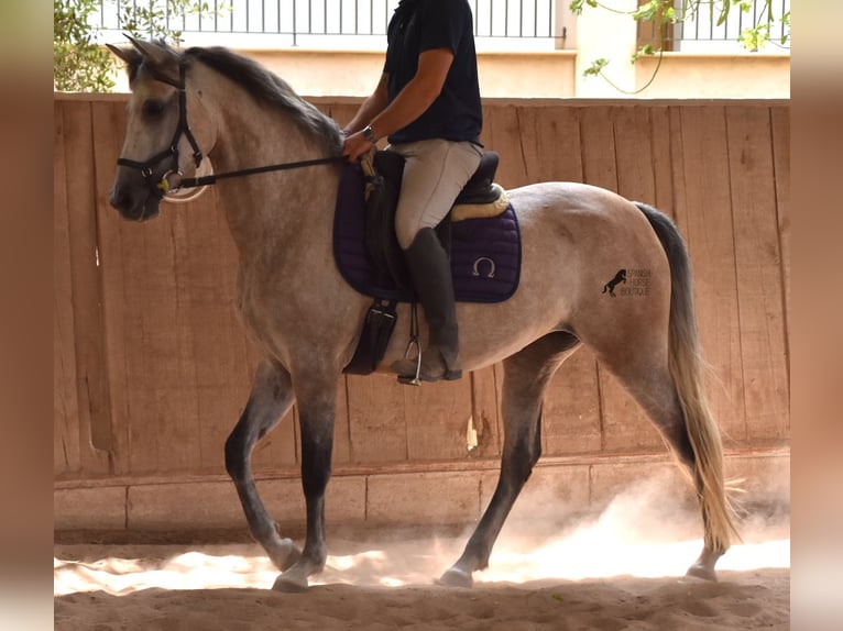 Hispano árabe Yegua 9 años 153 cm Tordo in Mallorca