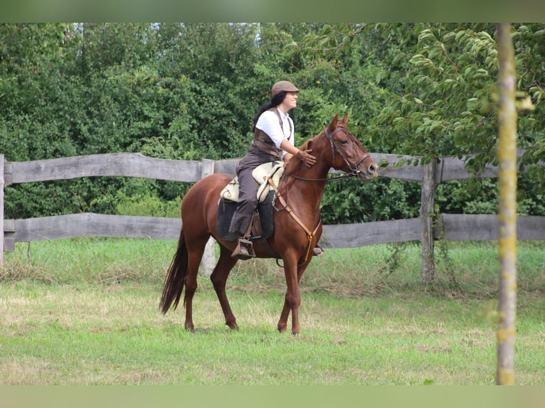 Hispano árabe Yegua 9 años 155 cm Alazán in Lutzmannsburg