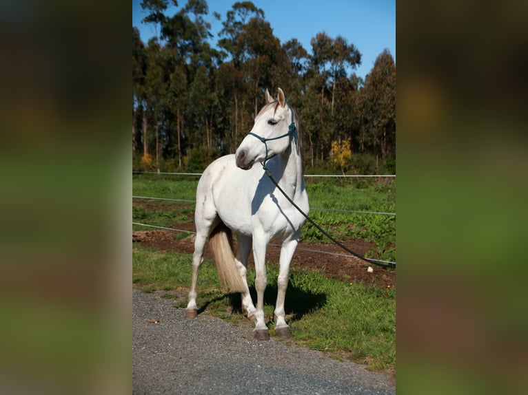 Hispano árabe Yegua 9 años 163 cm Tordo in Bissendorf
