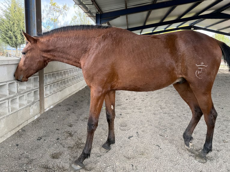 Hispano Araber Hengst 1 Jahr 154 cm Brauner in Mejorada Del Campo