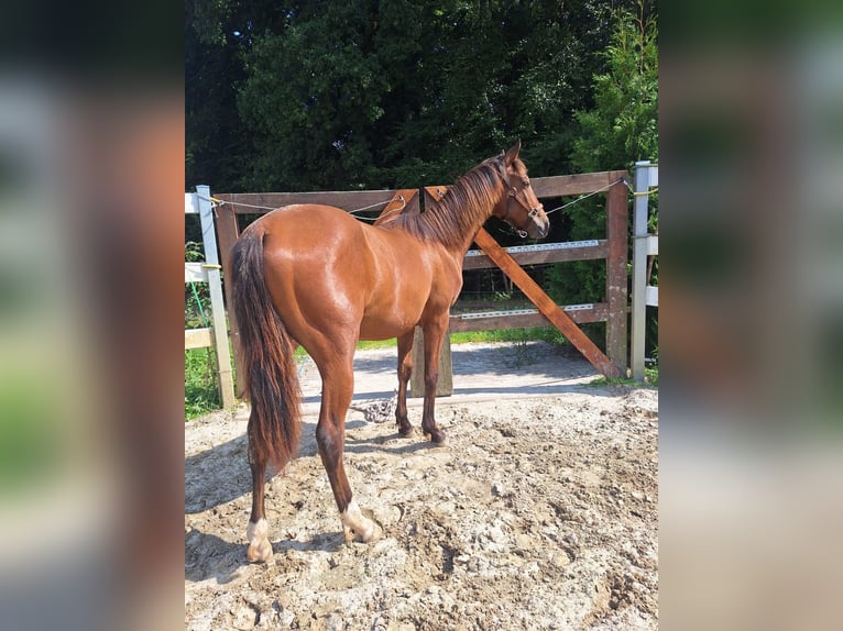 Hispano Araber Hengst 1 Jahr 160 cm Brauner in Menden