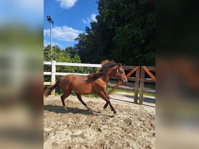 Hispano Araber Hengst 1 Jahr 160 cm Brauner in Menden