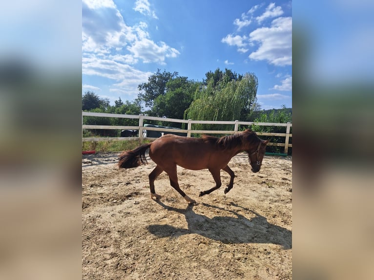 Hispano Araber Hengst 1 Jahr 160 cm Brauner in Menden