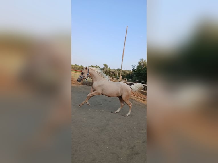 Hispano Araber Hengst 2 Jahre 153 cm Palomino in Sant Gregori (Municipio)