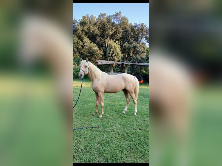 Hispano Araber Hengst 2 Jahre 153 cm Palomino in Sant Gregori (Municipio)