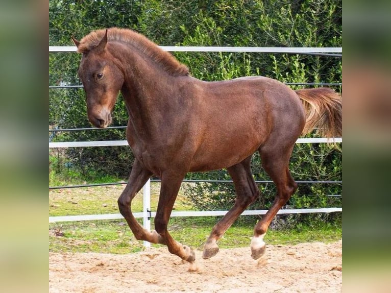 Hispano Araber Hengst 2 Jahre 156 cm Fuchs in Sabadell Hispano Araber Hengst 2 Jahre 156 cm Fuchs in Sabadell