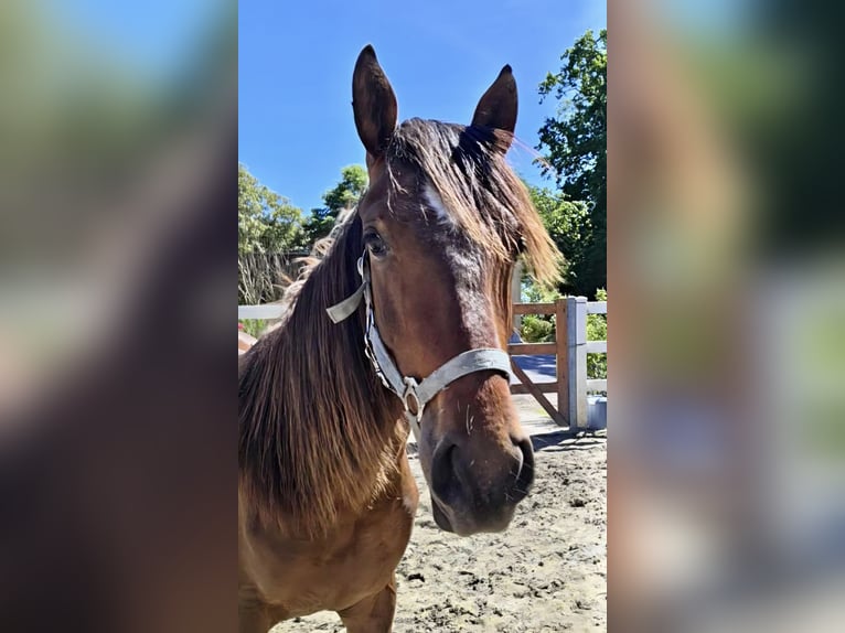 Hispano Araber Hengst 2 Jahre 158 cm Brauner in Menden
