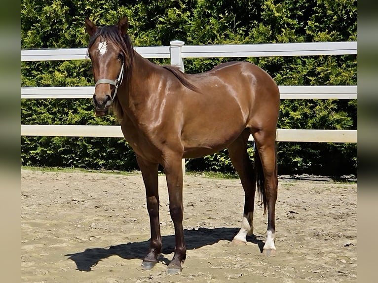 Hispano Araber Hengst 2 Jahre 158 cm Brauner in Menden