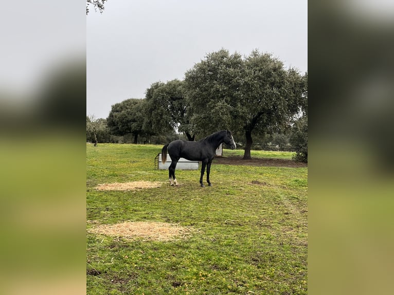 Hispano Araber Hengst 2 Jahre 159 cm Schimmel in Albala