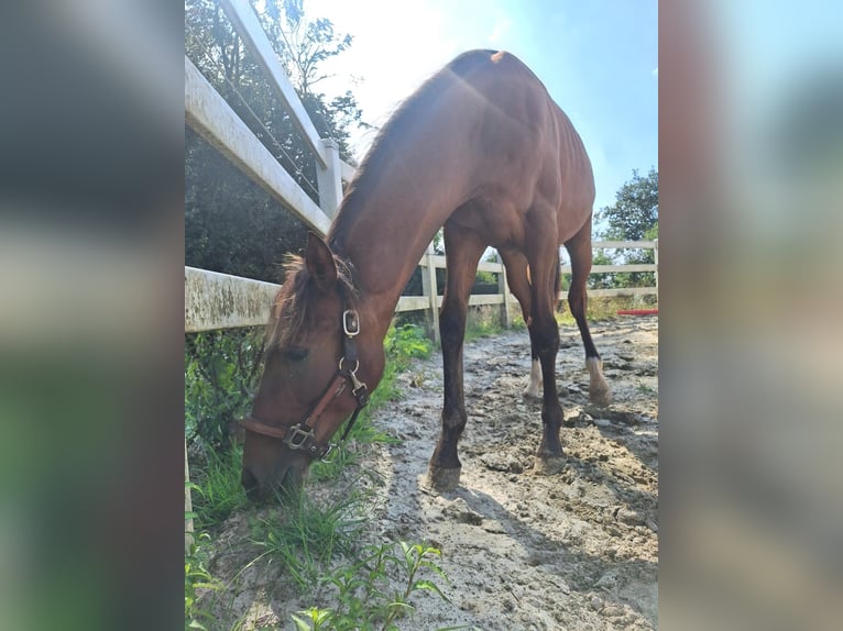 Hispano Araber Hengst 2 Jahre 160 cm Brauner in Menden