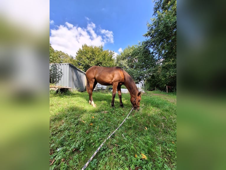 Hispano Araber Hengst 2 Jahre 160 cm Brauner in Menden