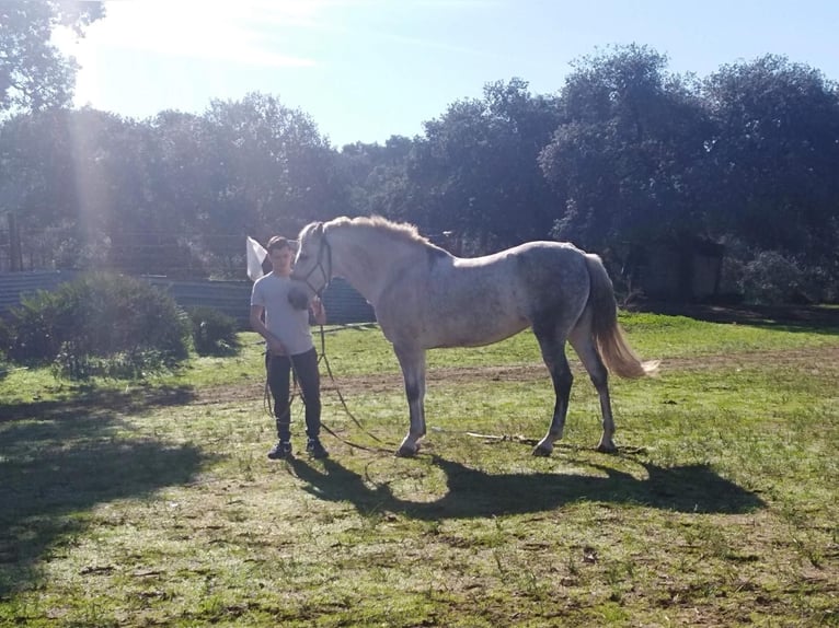 Hispano Araber Hengst 2 Jahre 160 cm Schimmel in Sevilla