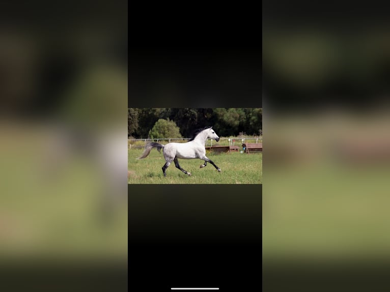 Hispano Araber Hengst 2 Jahre 160 cm Schimmel in Sevilla