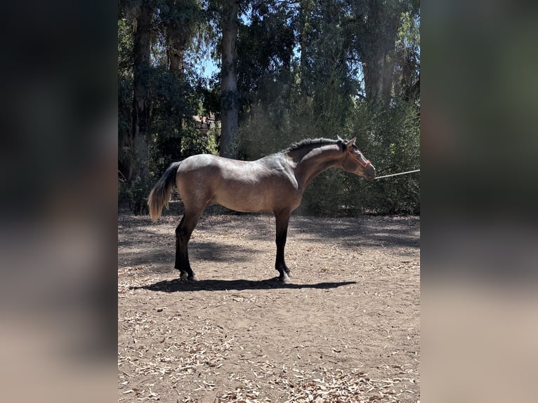 Hispano Araber Hengst 2 Jahre 160 cm Schimmel in Sevilla