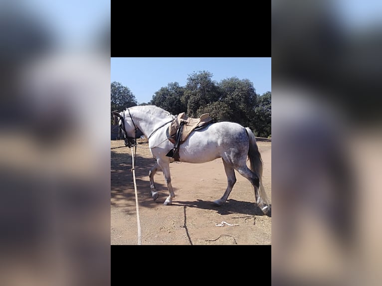 Hispano Araber Hengst 2 Jahre 160 cm Schimmel in Sevilla