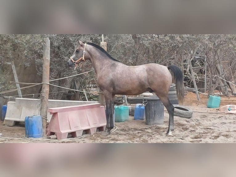 Hispano Araber Hengst 3 Jahre 155 cm Fliegenschimmel in Almeria