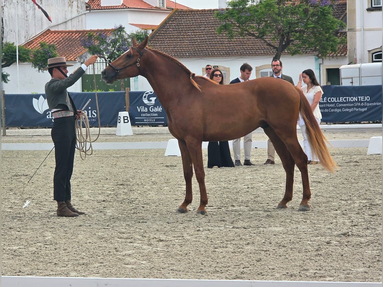 Hispano Araber Hengst 3 Jahre 163 cm Fuchs in Chamusca