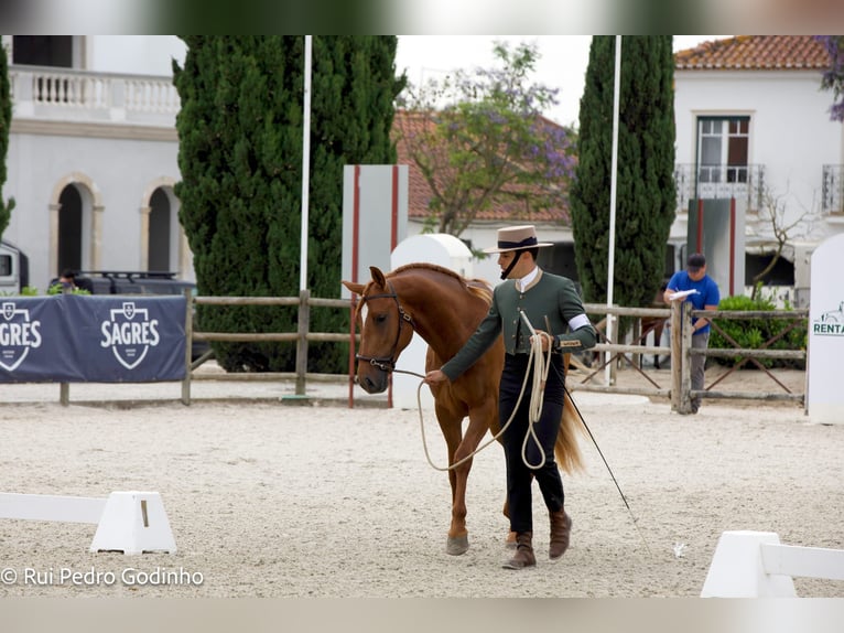 Hispano Araber Hengst 3 Jahre 163 cm Fuchs in Chamusca