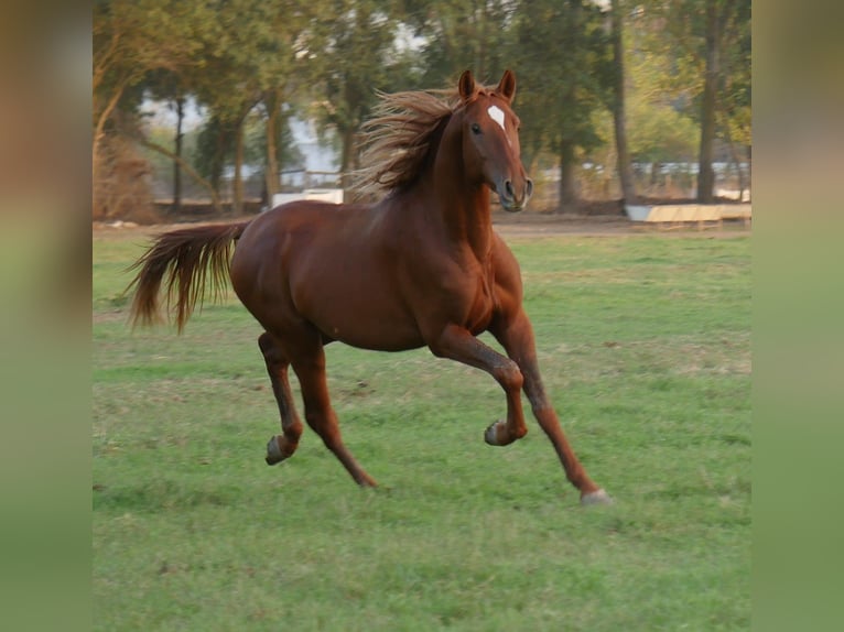 Hispano Araber Hengst 3 Jahre 163 cm Fuchs in Chamusca