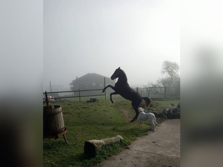 Hispano Araber Mix Hengst 3 Jahre 163 cm Schimmel in Gorgullon, O (Carracedo)