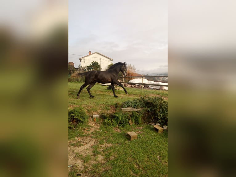 Hispano Araber Mix Hengst 3 Jahre 163 cm Schimmel in Gorgullon, O (Carracedo)