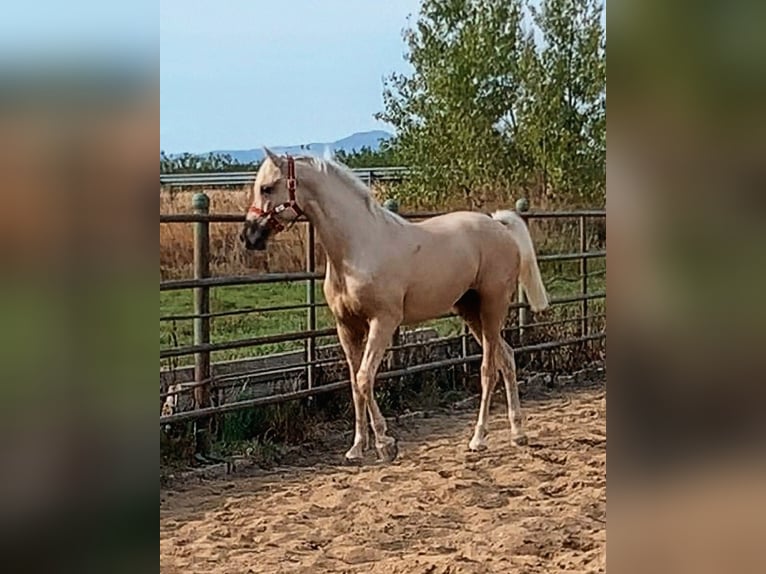 Hispano Araber Hengst 3 Jahre 164 cm Palomino in Sevilla