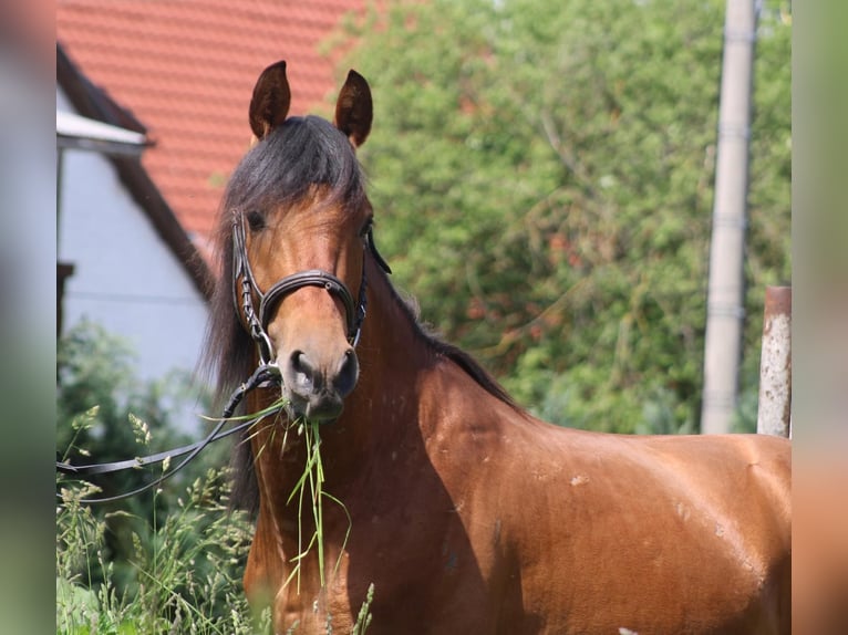 Hispano Araber Hengst 4 Jahre 155 cm Dunkelfuchs in Bachstedt