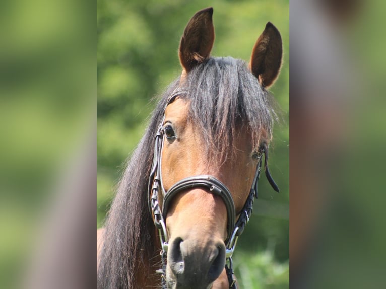 Hispano Araber Hengst 4 Jahre 155 cm Dunkelfuchs in Bachstedt