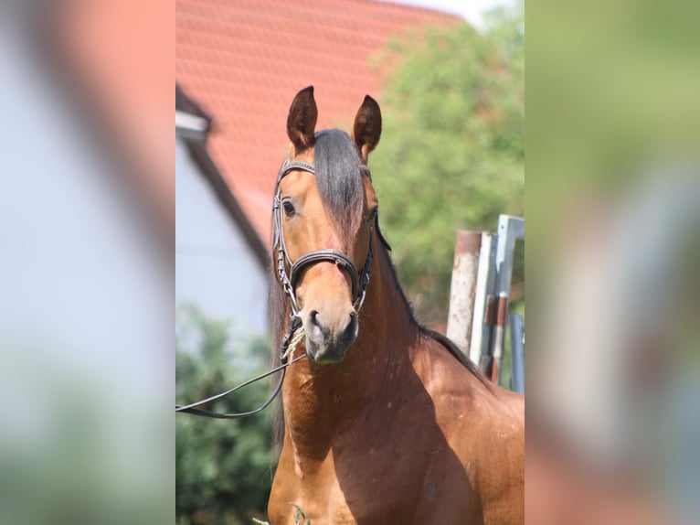 Hispano Araber Hengst 4 Jahre 155 cm Dunkelfuchs in Bachstedt