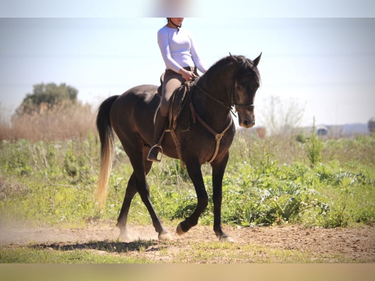 Hispano Araber Hengst 4 Jahre 156 cm Blauschimmel in Valencia