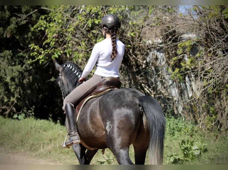 Hispano Araber Hengst 4 Jahre 156 cm Blauschimmel in Valencia