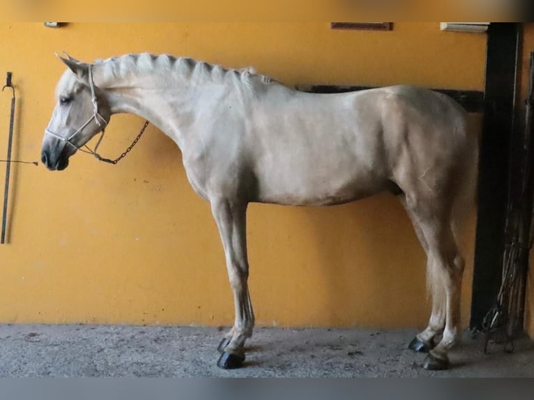 Hispano Araber Hengst 4 Jahre 157 cm Falbe in Malaga