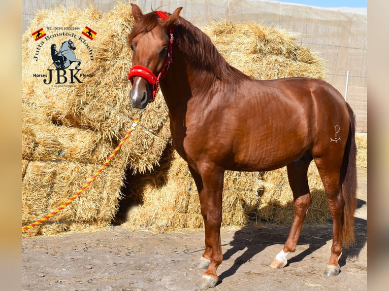 Hispano Araber Hengst 4 Jahre 158 cm Fuchs in Tabernas Almeria
