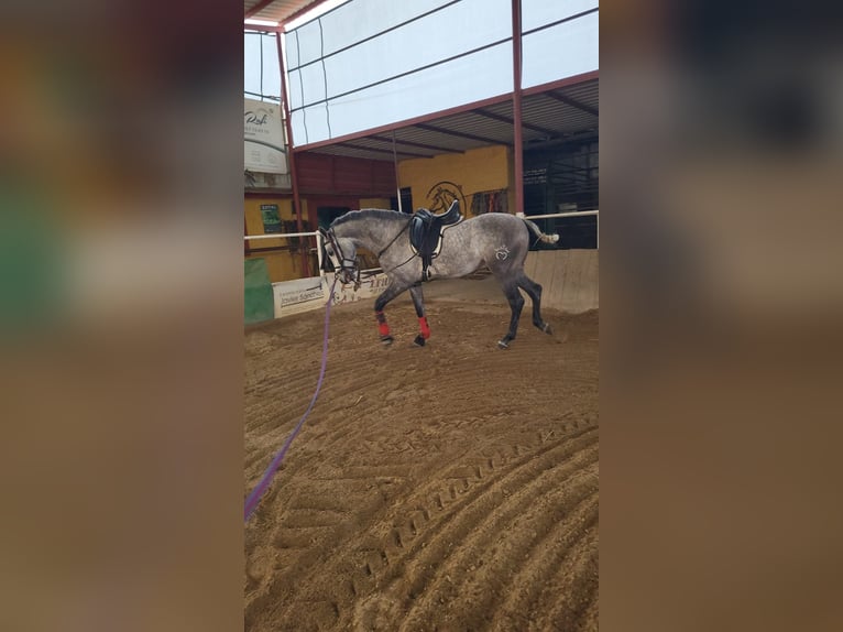 Hispano Araber Hengst 4 Jahre 158 cm Rappschimmel in Menden