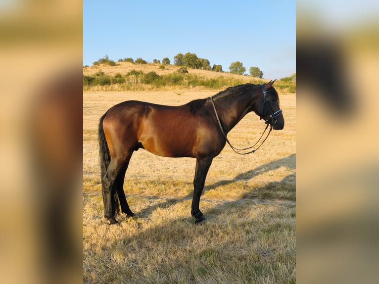 Hispano Araber Mix Hengst 4 Jahre 160 cm Brauner in Segovia