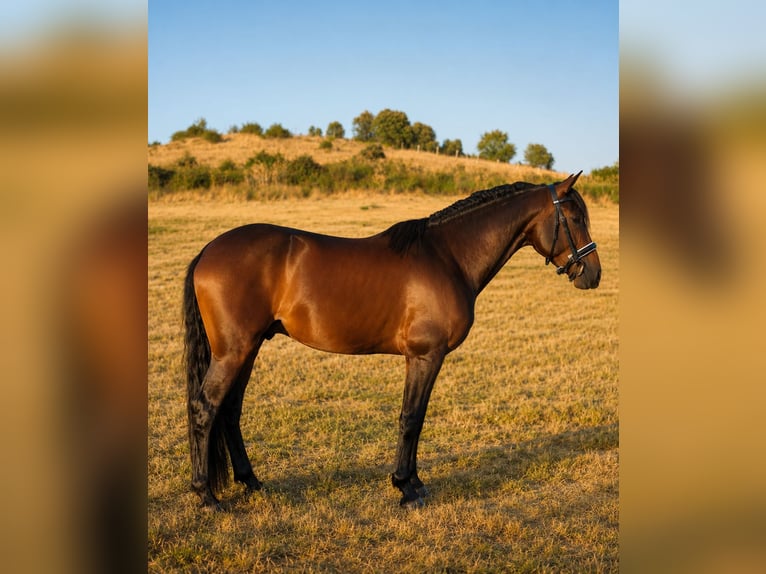 Hispano Araber Hengst 4 Jahre 160 cm Dunkelbrauner in Berlin