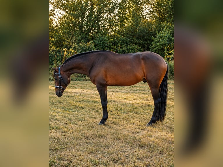 Hispano Araber Hengst 4 Jahre 160 cm Dunkelbrauner in Berlin