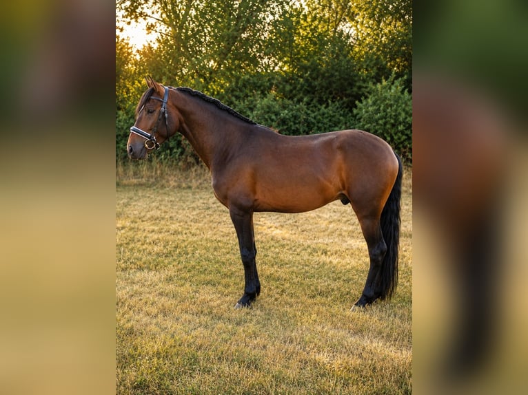 Hispano Araber Hengst 4 Jahre 160 cm Dunkelbrauner in Berlin
