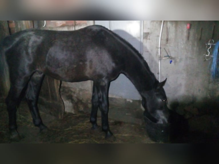 Hispano Araber Mix Hengst 4 Jahre 163 cm Schimmel in Gorgullon, O (Carracedo)