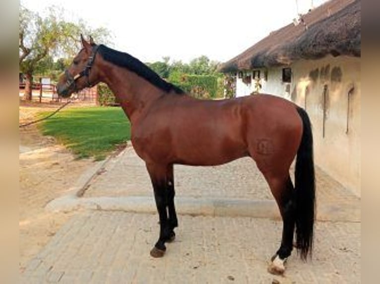 Hispano Araber Mix Hengst 4 Jahre 164 cm Rotbrauner in Sevilla