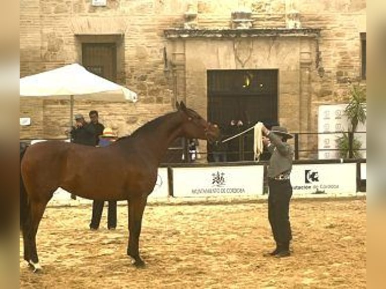 Hispano Araber Mix Hengst 4 Jahre 164 cm Rotbrauner in Sevilla