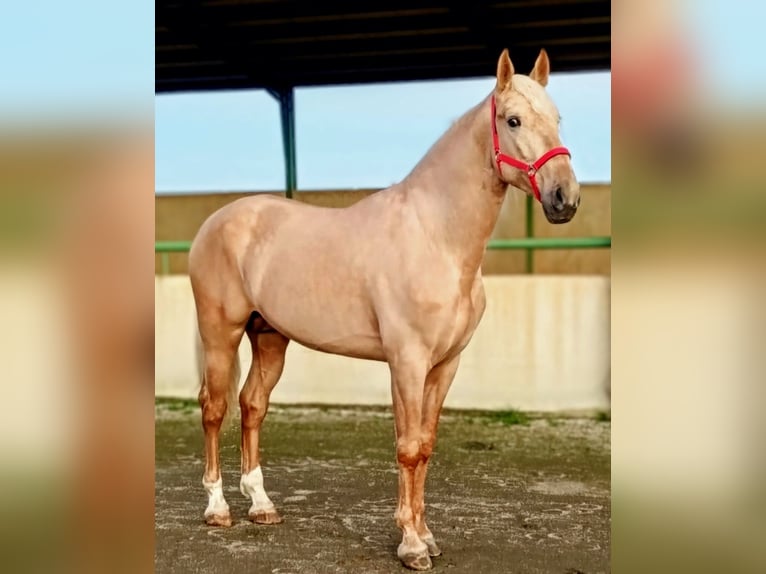 Hispano Araber Hengst 4 Jahre 175 cm Palomino in Sevilla