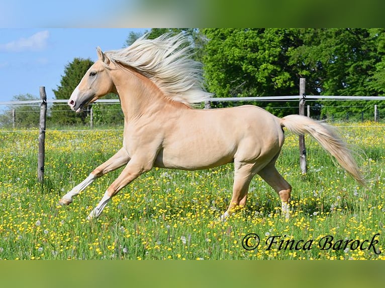 Hispano Araber Hengst 5 Jahre 156 cm Palomino in Wiebelsheim