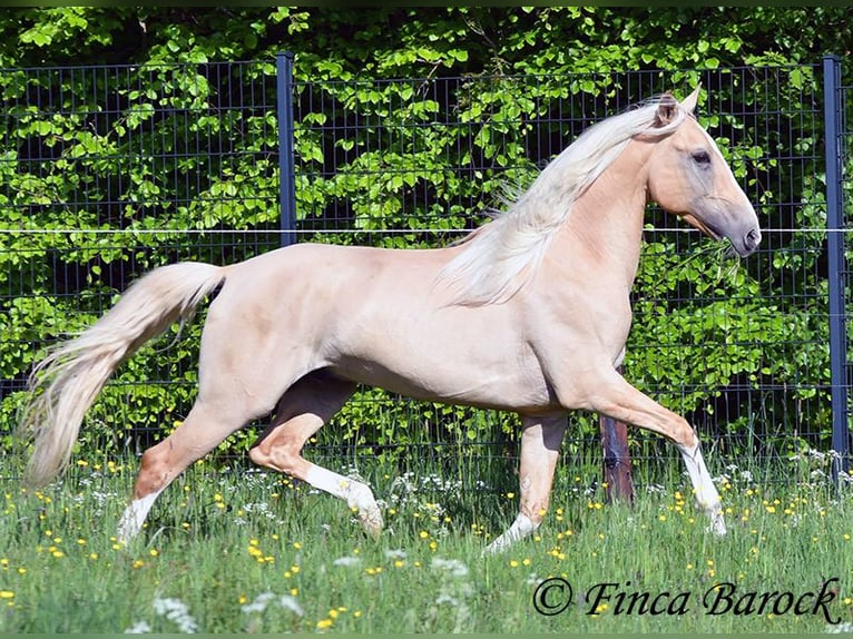 Hispano Araber Hengst 5 Jahre 156 cm Palomino in Wiebelsheim