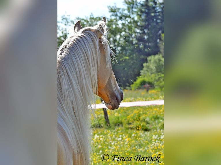 Hispano Araber Hengst 5 Jahre 156 cm Palomino in Wiebelsheim