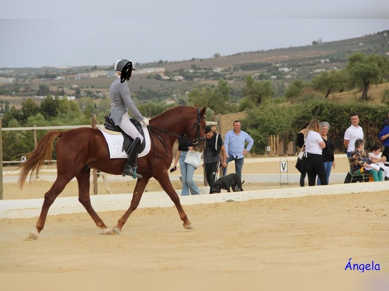 Hispano Araber Mix Hengst 5 Jahre 157 cm Fuchs in Ronda