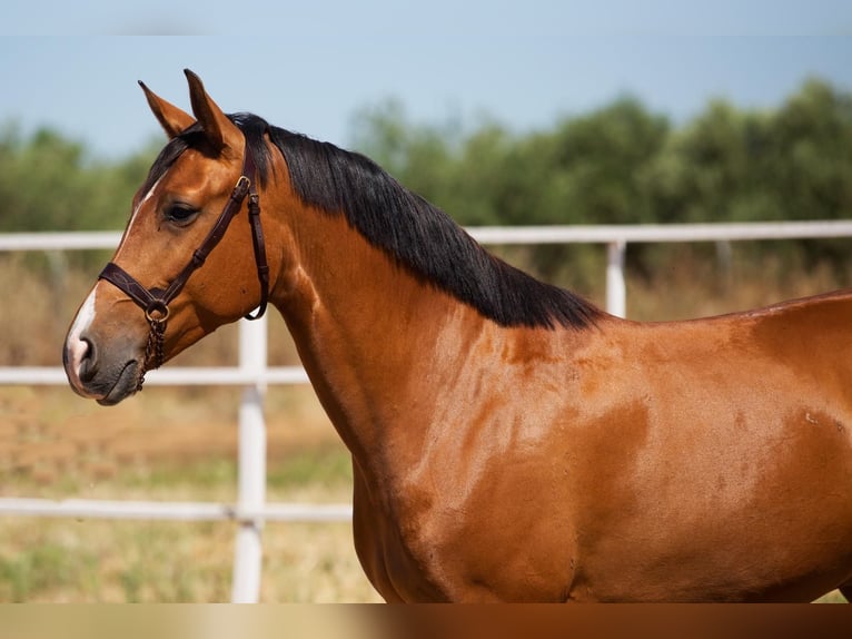 Hispano Araber Hengst 7 Jahre 164 cm Fuchs in Badajoz